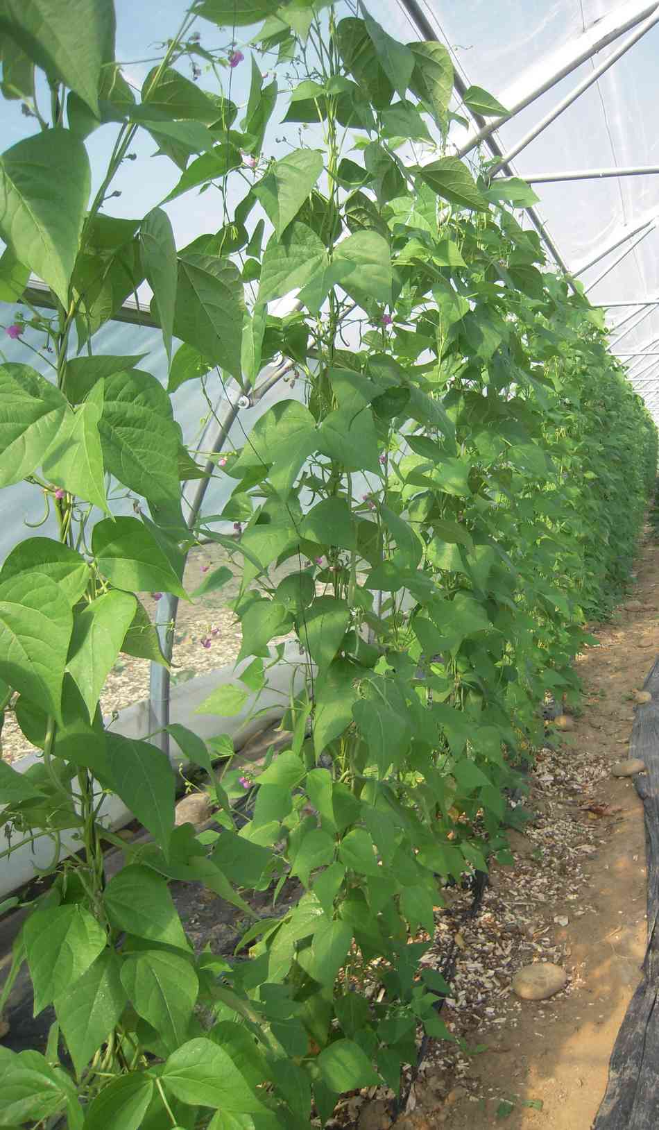AIDEN - AIDEN Chantiers - Ferme - haricots