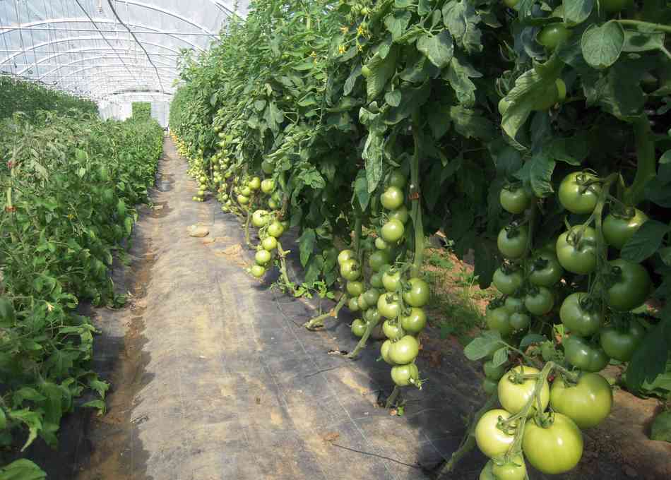 AIDEN - AIDEN Chantiers - Ferme - tomates