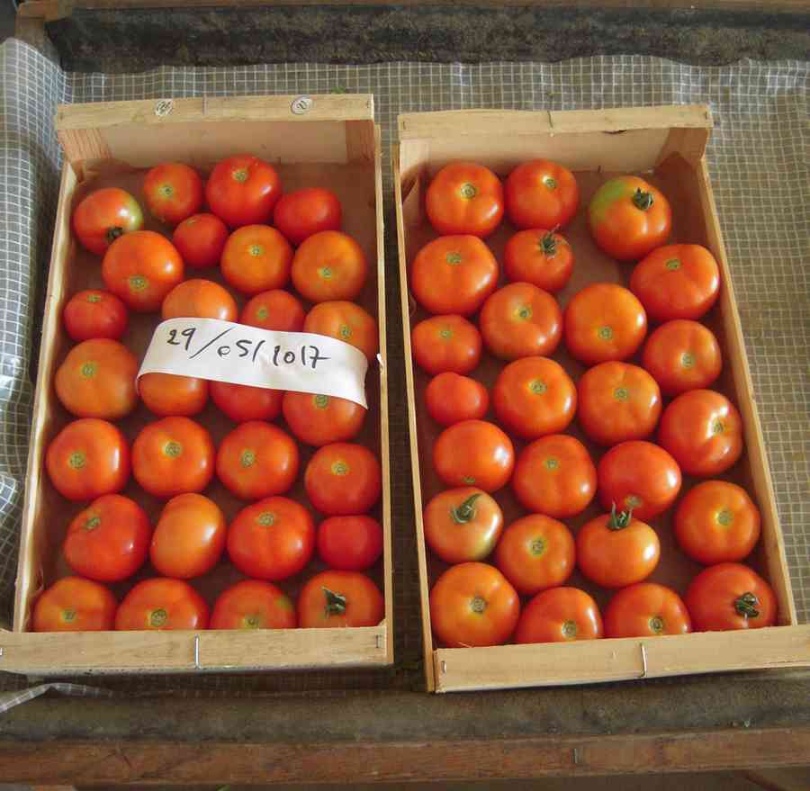 AIDEN - AIDEN Chantiers - ferme de l'abbé Rozier - tomates