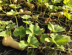 AIDEN - AIDEN Chantiers - maraichage - courges - butternut 1