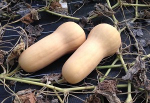 AIDEN - AIDEN Chantiers - maraichage - courges - butternut 2