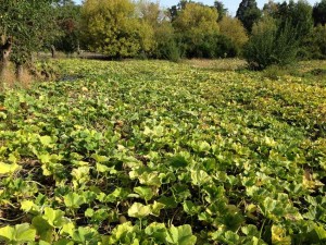 AIDEN - AIDEN Chantiers - maraichage - courges - champ de courges