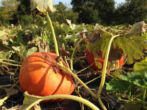 AIDEN - AIDEN Chantiers - maraichage - courges - potimarron rouge