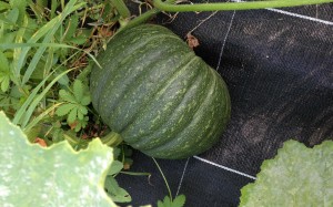 AIDEN - AIDEN Chantiers - maraichage - courges - potimarron vert