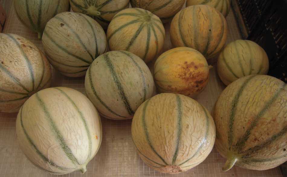 AIDEN - AIDEN Chantiers - maraichage - melons marche