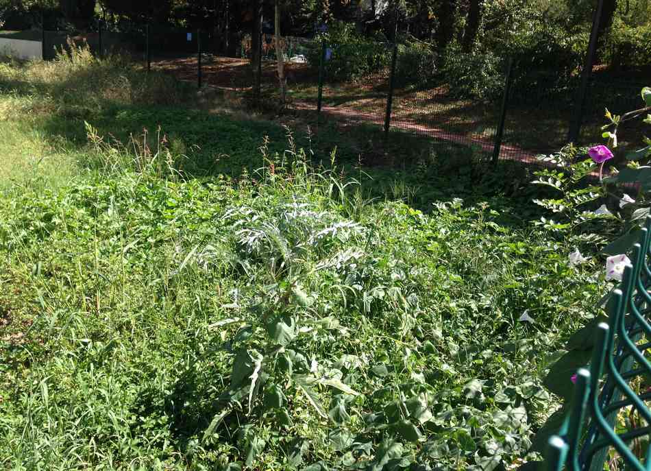 AIDEN - Nettoyage jardin Sauvegarde - avant droite