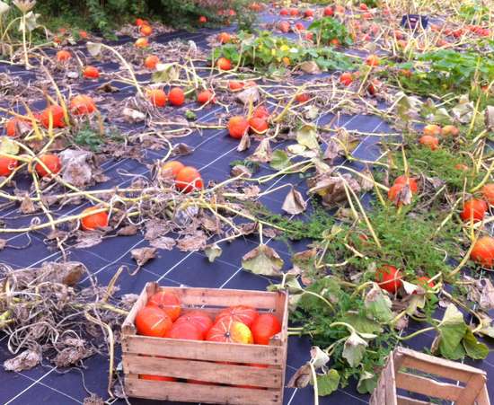 AIDEN - AIDEN Chantiers - maraichage - recolte courge 2