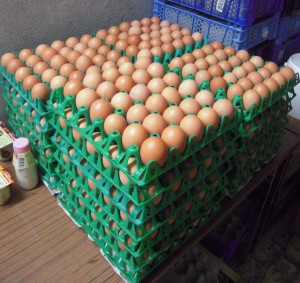 Les œufs livrés lundi 6 mars. 