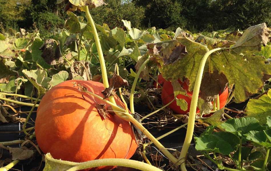 AIDEN - AIDEN Chantiers - maraichage - courges - potimarron rouge