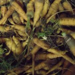AIDEN - AIDEN Chantiers - maraichage - carottes 2