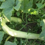 AIDEN - AIDEN Chantiers - maraichage - courgette trompette