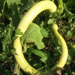 AIDEN - AIDEN Chantiers - maraichage - courgette trompette 2