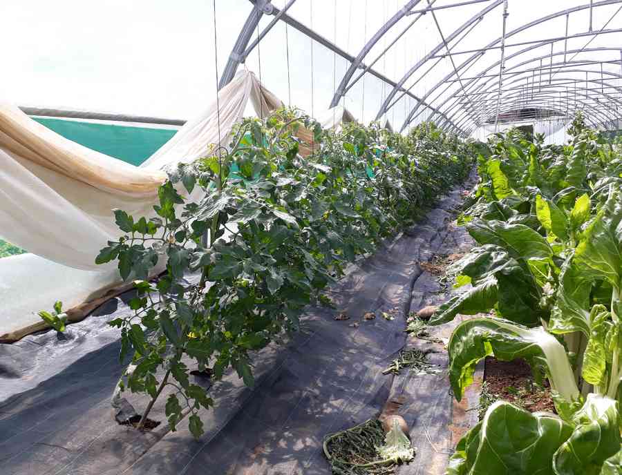 AIDEN - AIDEN Chantiers - Maraichage - tomates