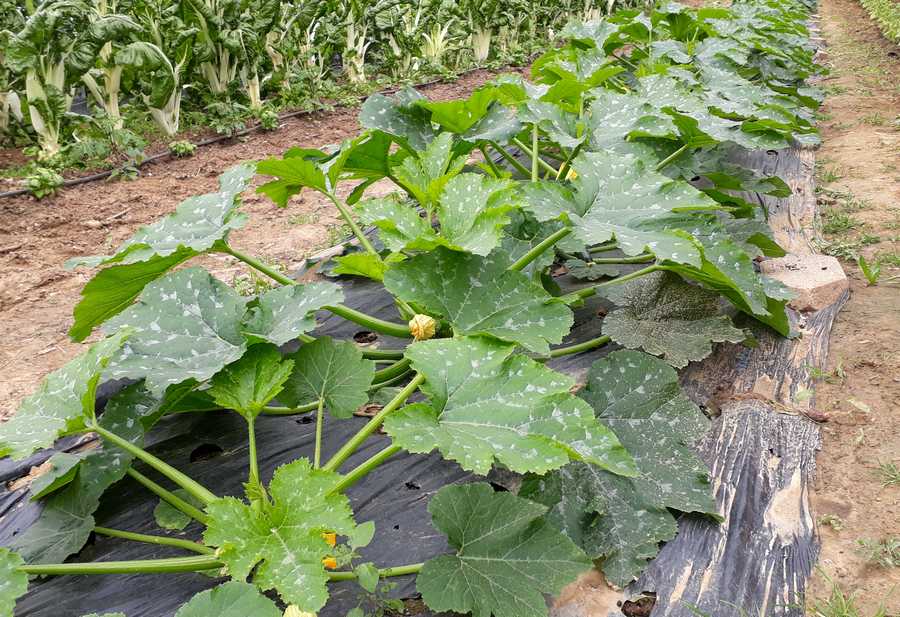 AIDEN - AIDEN Chantiers - maraichage - courgettes serres