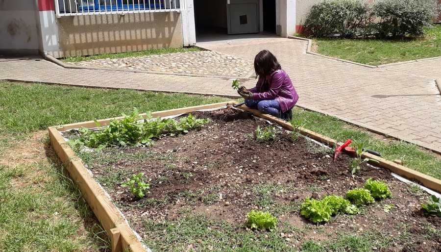 AIDEN - Saulees - plantation 2